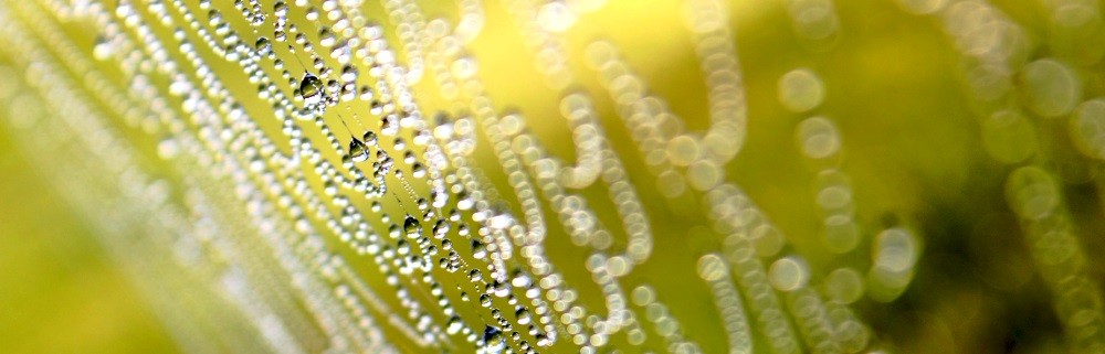 web dew